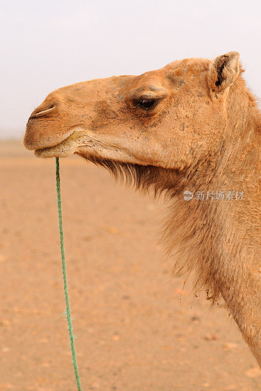骆驼特写，非洲摩洛哥