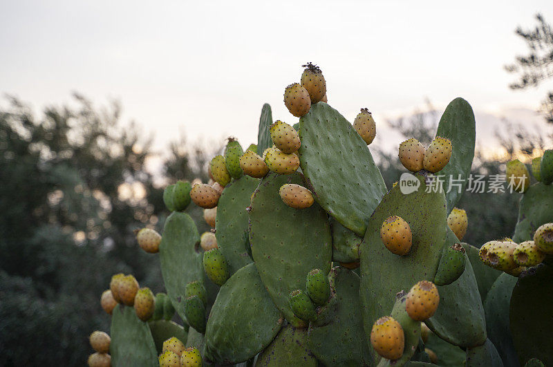 多刺的梨(仙人掌属)，日落时果实呈黄色