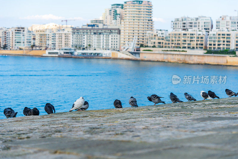 马耳他斯里马-半岛的景色，酒店和鸽子在前景