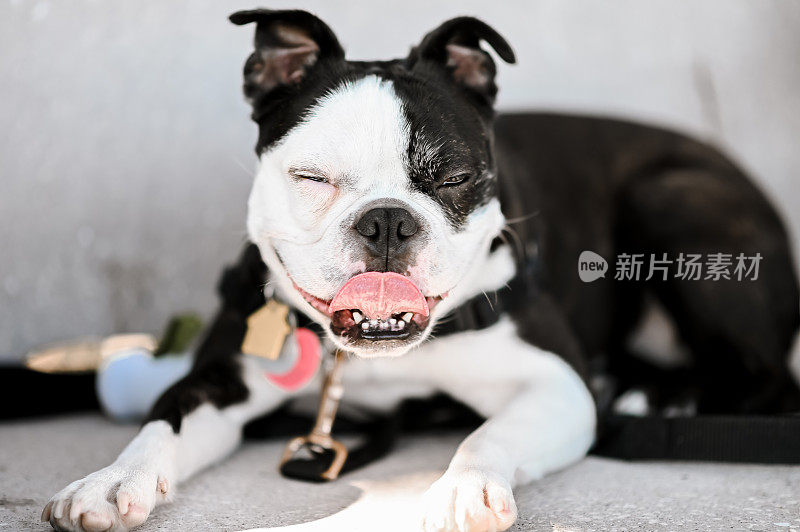 微笑宠物波士顿梗纯种宠物狗