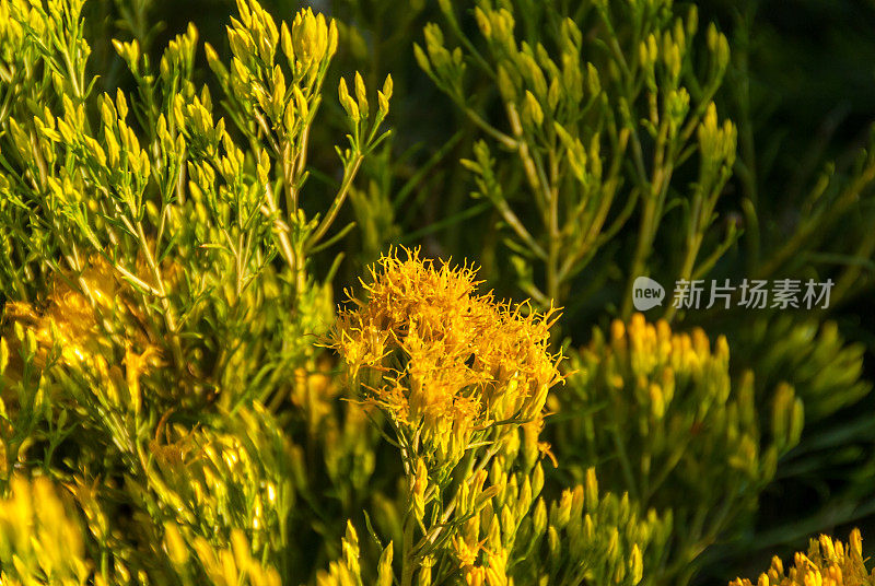 橡胶Rabbitbrush