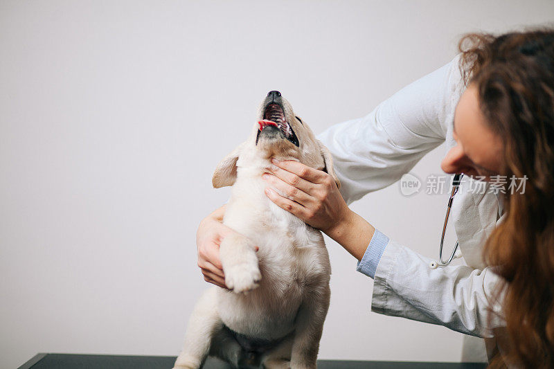 健康的拉布拉多寻回犬幼犬在兽医办公室的检查台上的特写