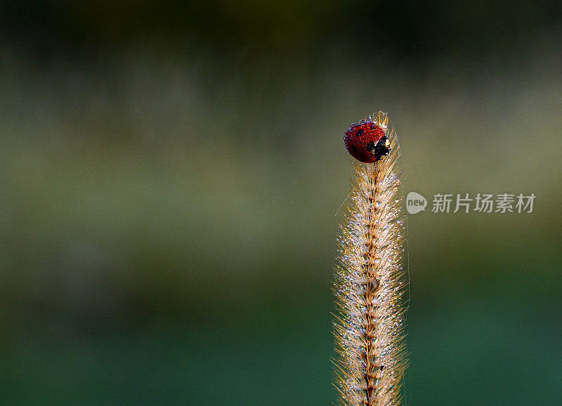 日出时草地上的瓢虫。晨露落在草地上和瓢虫