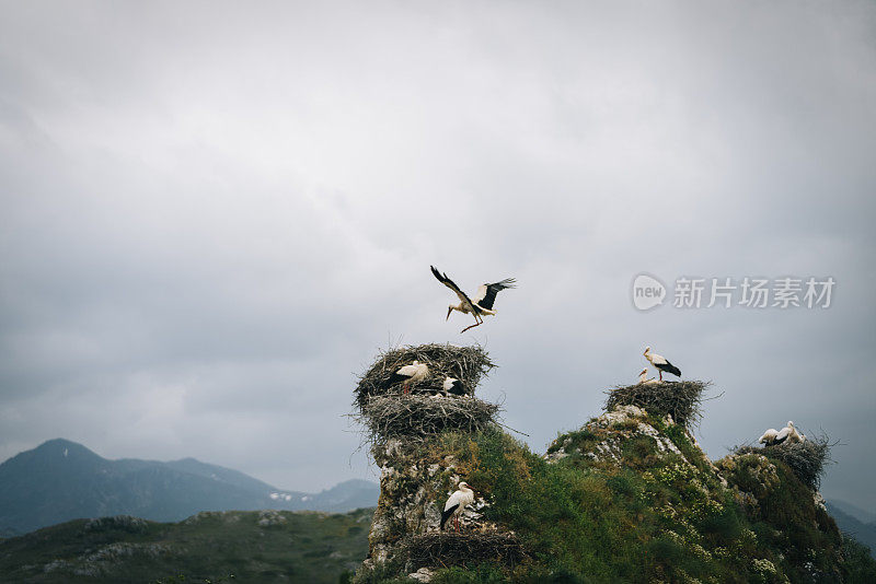 白鹳在尖塔上筑巢