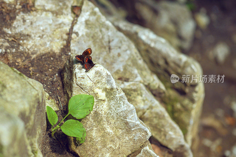 从岩石裂缝中生长出来的小植物