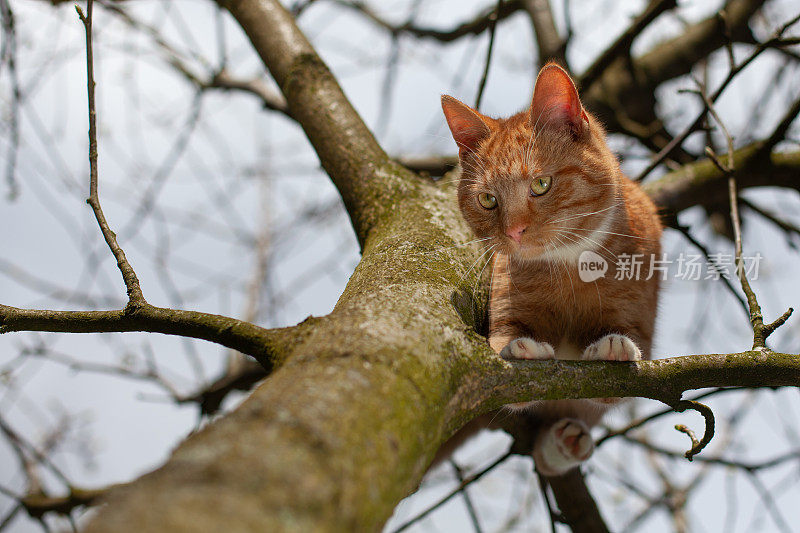 一只漂亮的红猫被困在树上，正在寻求帮助。