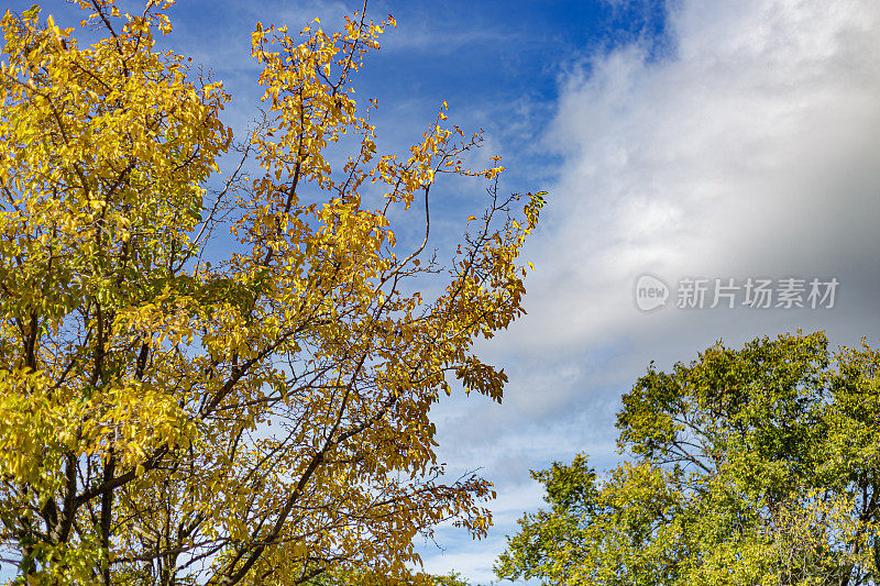 树叶黄绿的树，映衬着云朵和蓝天。秋天的阳光明媚的早晨。Alcorcon,马德里,西班牙。