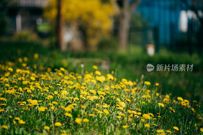 黄色的蒲公英花在绿色上