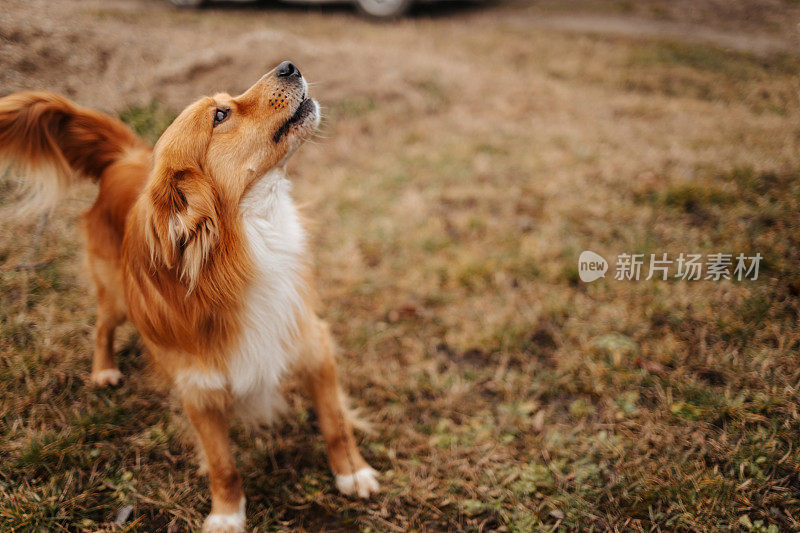 漂亮的金色狗在院子里的绿草地上奔跑