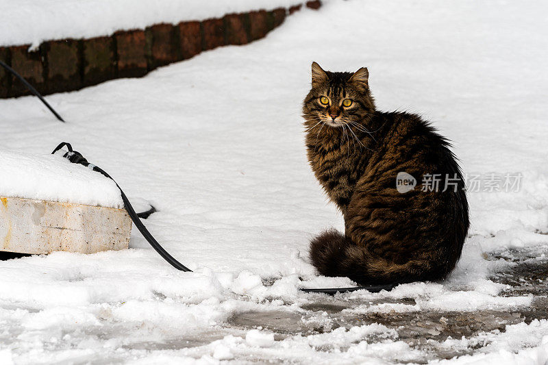 伊斯坦布尔冬天雪地上的流浪猫