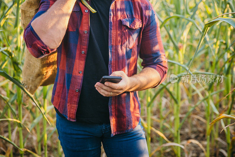 (特写)农民站在玉米地里，背着一袋玉米，手里拿着智能手机