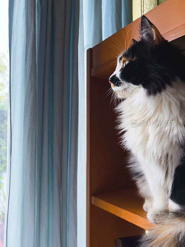 猫看着窗外