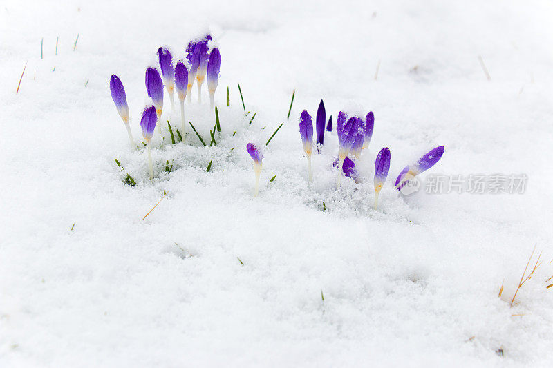 番红花的蓓蕾从雪中探出头来