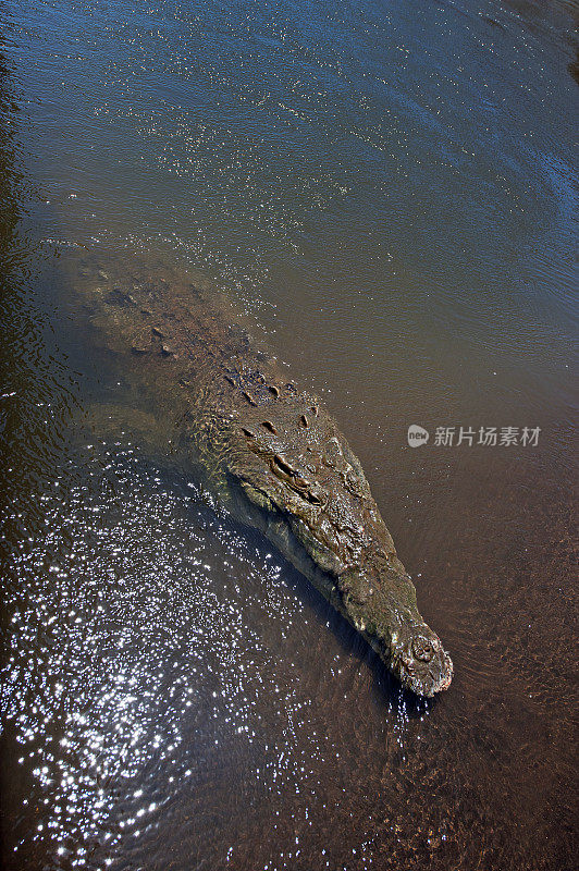 鳄鱼正在靠近哥斯达黎加尼科亚湾的塔科勒斯河