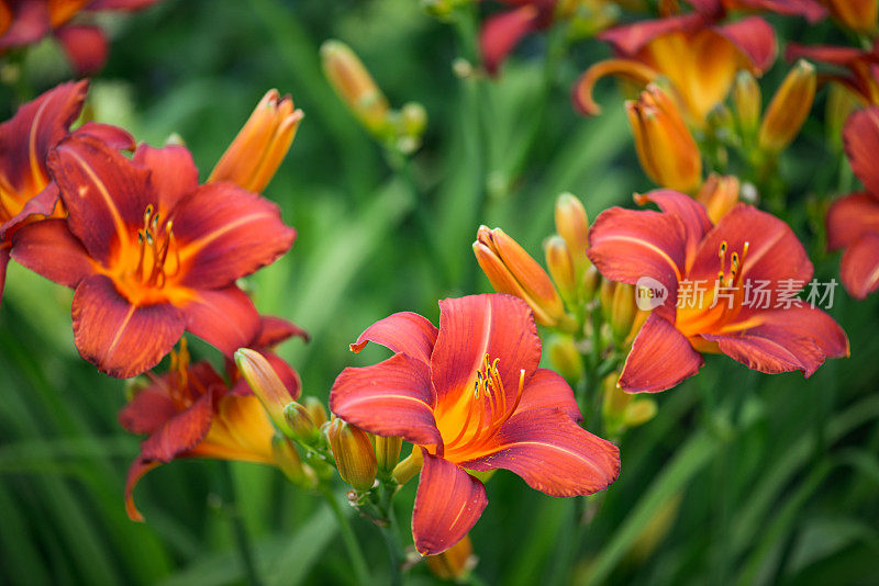 美丽的观赏花园(黄花菜)