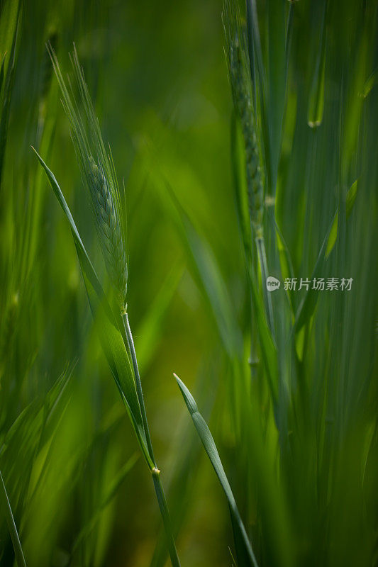 绿色麦田库存照片