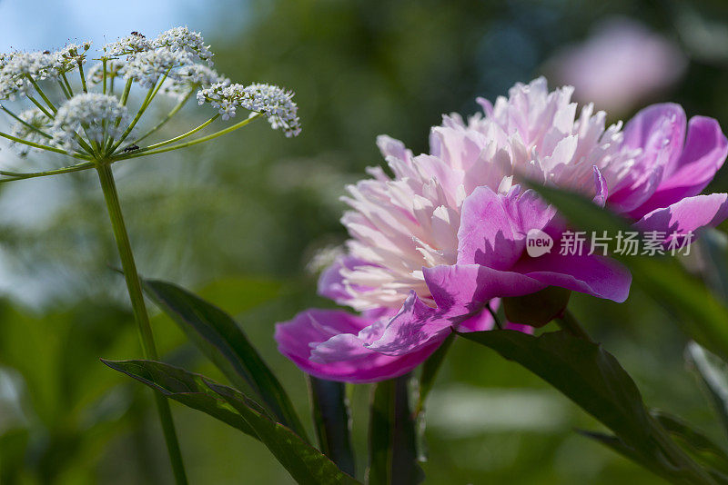 花园里牡丹花开