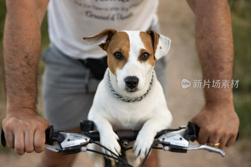 一个陌生人骑在自行车上他的狗叫杰克·拉塞尔