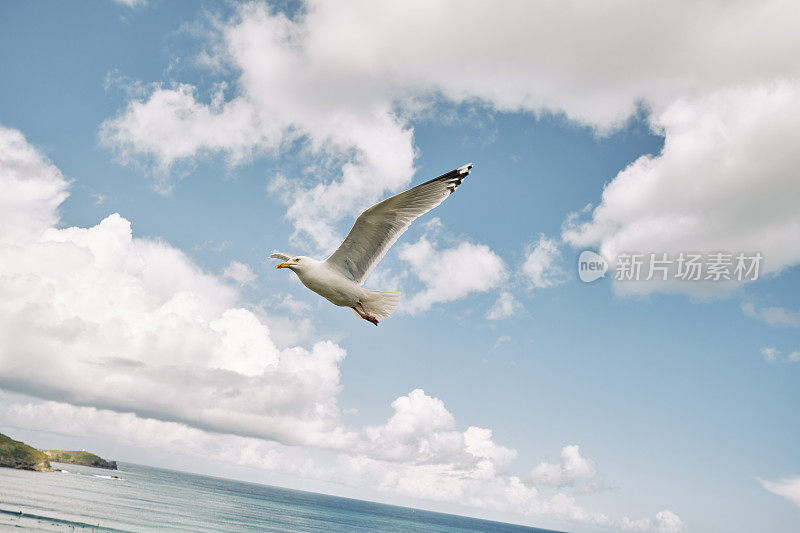 6月一个阳光明媚的早晨，一只海鸥在康沃尔郡纽基的托万海滩上空飞过。