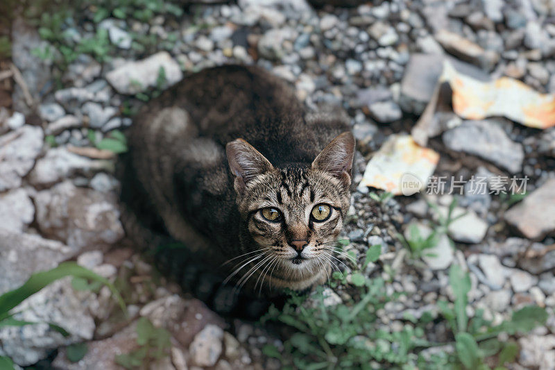 一只猫在满目疮痍的地方