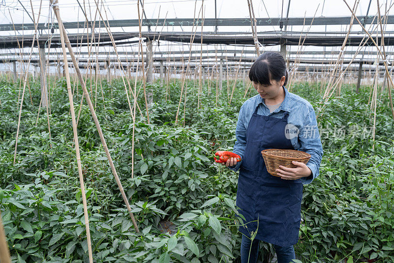 一位女农民在有机温室里采摘辣椒。