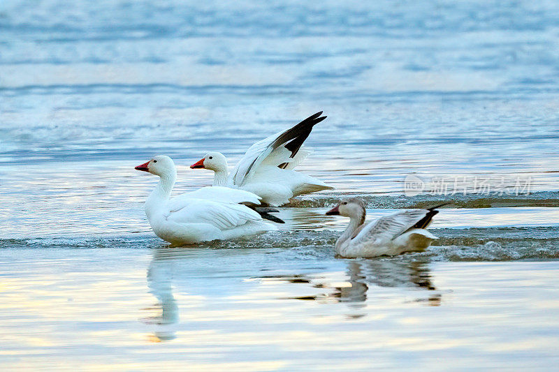 黎明时分，美国新墨西哥州博斯克德尔阿帕奇湖上的雪雁带着幼崽
