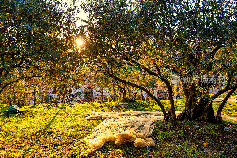 在翁布里亚山上的橄榄收获季节，一个暗示性的秋天日落穿过橄榄树林