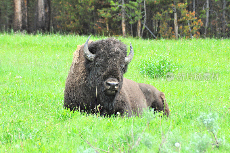 雄性美洲野牛在草地上休息