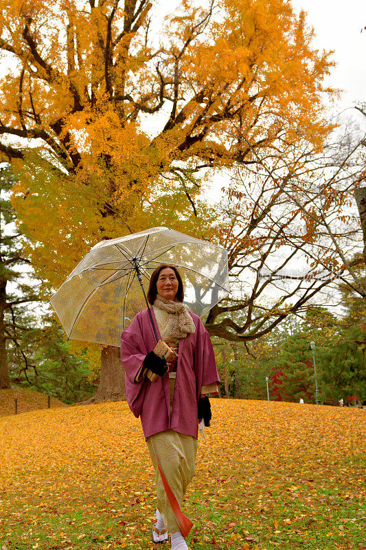 下雨天，穿着和服的日本女子走在银杏树落叶地毯上，京都