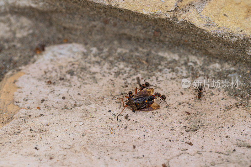蚂蚁带着一只棕色的大虫子到蚁丘。