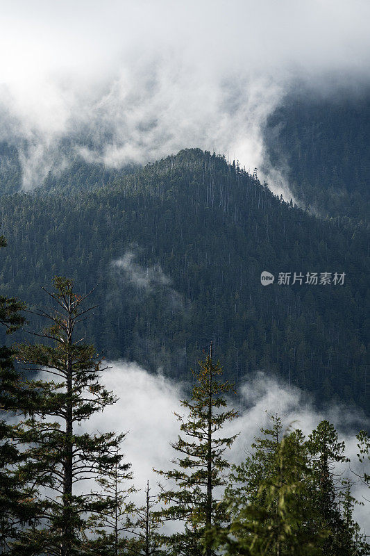 雾山雨林温哥华岛