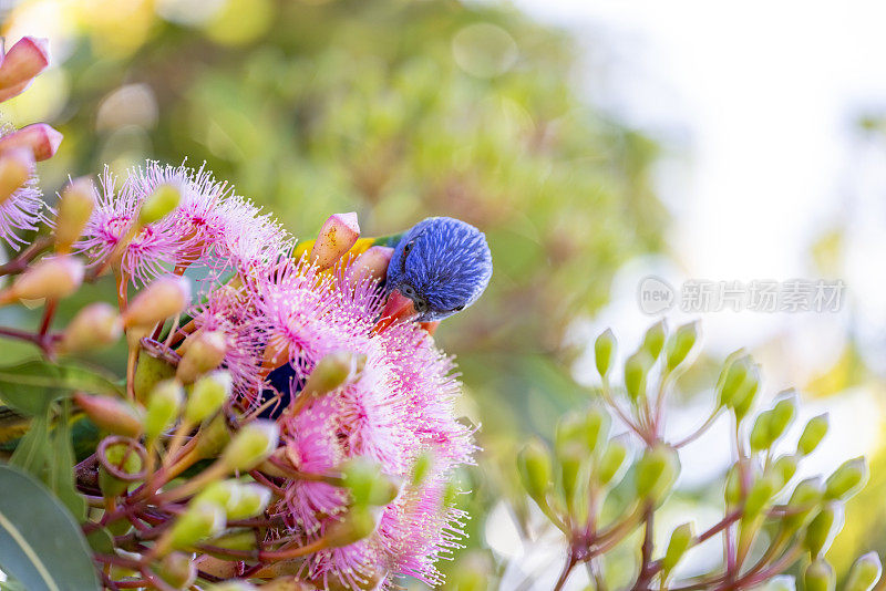 鹦鹉喂养美丽的胶树粉红色的花和花蕾，背景与复制空间