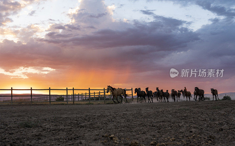 日落时分，一群野马在尘土中奔跑