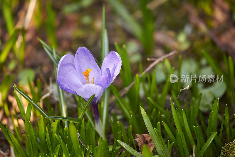 我花园里漂亮的番红花。番红花flavus。