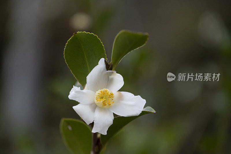 茶树花