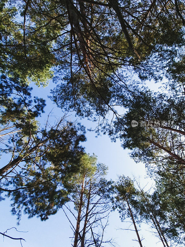 秋天森林树木。自然绿木阳光背景。