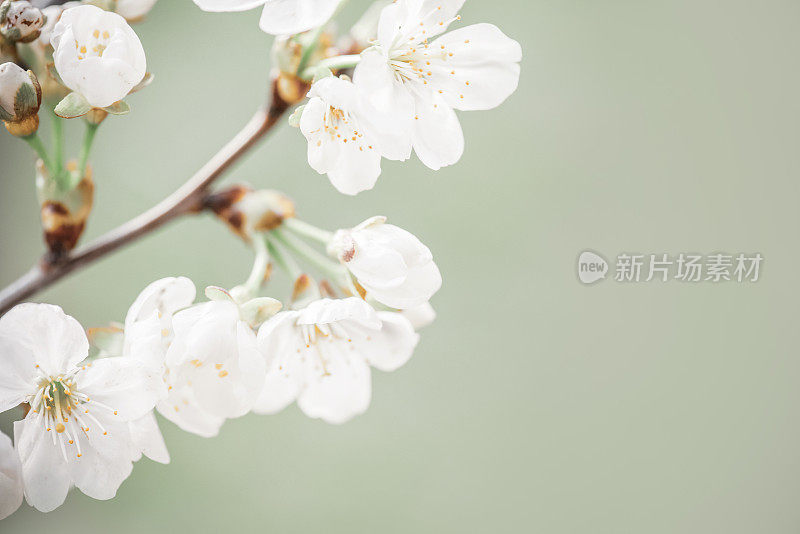 春暖花开的树枝