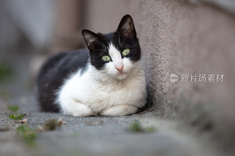 黑白相间的流浪猫正看着镜头。