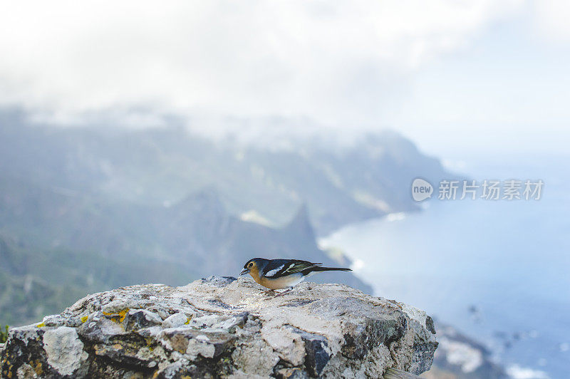 一只麻雀在海面上的岩壁上