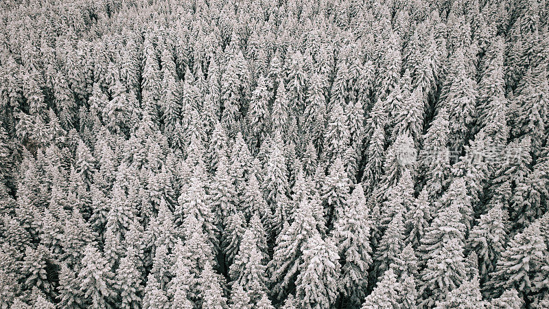 冰冻冬季森林，雪林鸟瞰图，雪山森林鸟瞰图，雪树景观，冬季森林景观，冬季休闲场景，火鸡热门地点，博鲁-阿拉达格拉