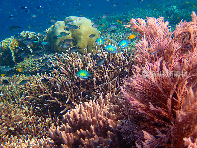 珊瑚和鱼群