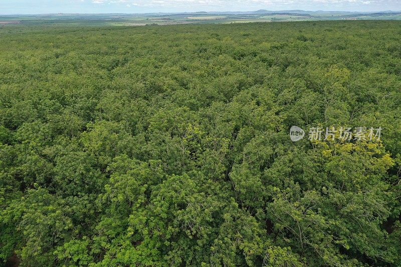 商业橡胶树种植园的鸟瞰图