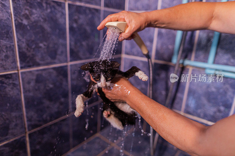女人用淋浴头给小猫洗澡