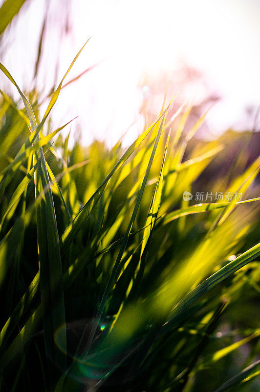 高大的野草在夏日的阳光下生长