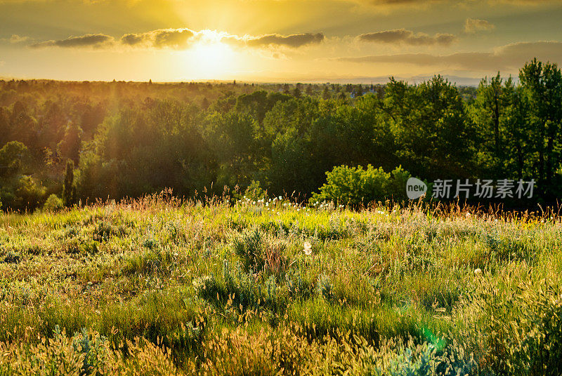 高大的野草和夏日阳光下的森林