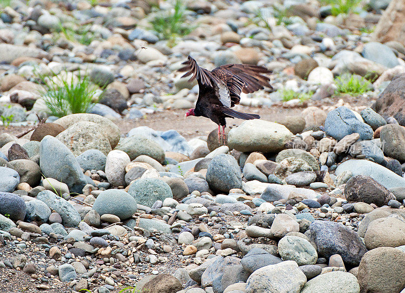黑色秃鹫，路边拾荒者从河床飞行，萨维格雷河，哥斯达黎加