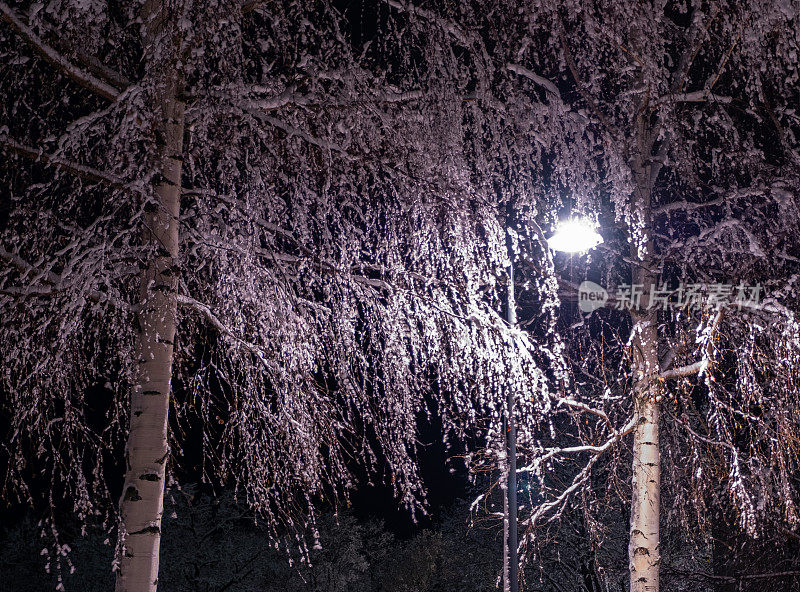 冬天的风景，夜晚的一盏路灯照亮了被霜覆盖的树枝。