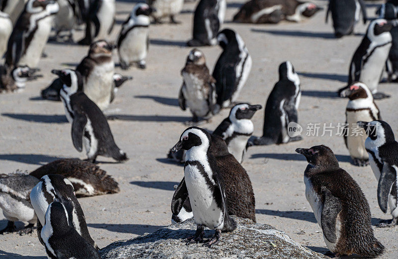 南非开普敦外著名的巨石海滩上的野生非洲角企鹅