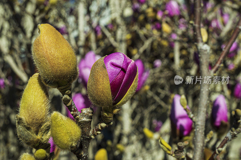 茶碟玉兰在树上开花的特写