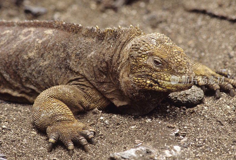 加拉帕戈斯陆鬣蜥。